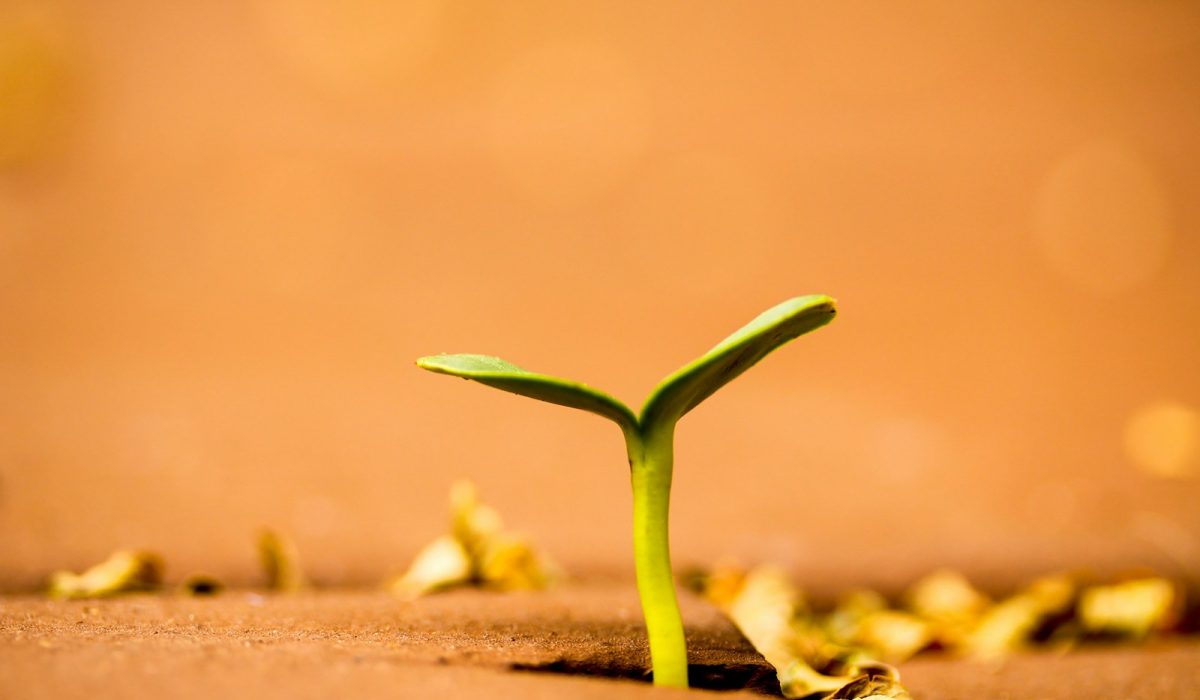 a small plant growing out of the ground